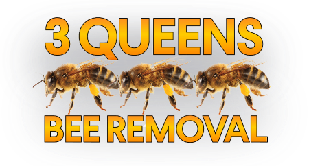 3 Queens Bee Removal Services